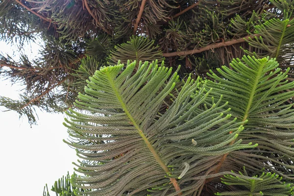 Detailní Pohled Tropickou Větev Venkovní — Stock fotografie