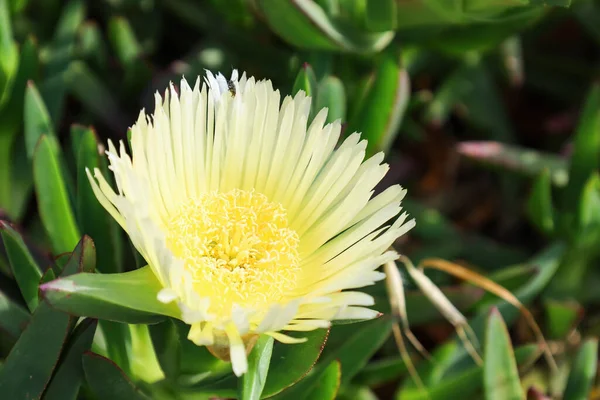 stock image Beautiful yellow flower in garden, closeup