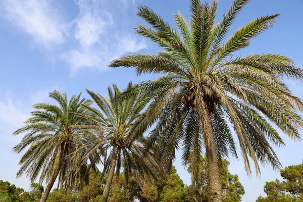 Zelené Palmy Obloze Pozadí — Stock fotografie