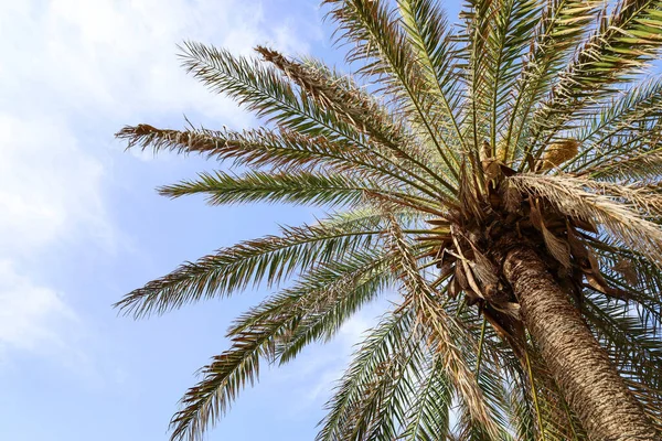 Grüne Palme Auf Himmelshintergrund — Stockfoto