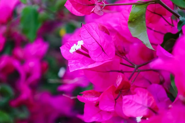 Όμορφα Λουλούδια Μπουκαμβίλιες Στον Κήπο Closeup — Φωτογραφία Αρχείου