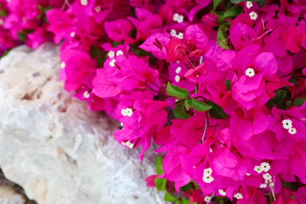 Hermosas Flores Buganvillas Jardín Primer Plano — Foto de Stock