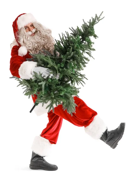 Santa Claus Choinką Białym Tle — Zdjęcie stockowe