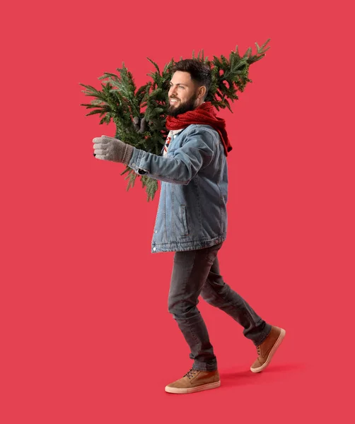 Handsome Man Christmas Tree Red Background — Stock Photo, Image