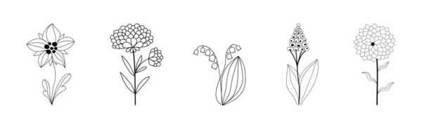 Conjunto Plantas Florecientes Dibujadas Sobre Fondo Blanco — Archivo Imágenes Vectoriales