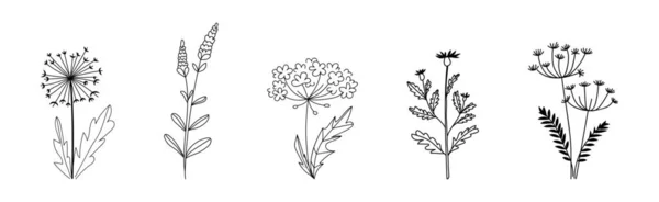 Set Van Getrokken Bloeiende Planten Witte Achtergrond — Stockvector