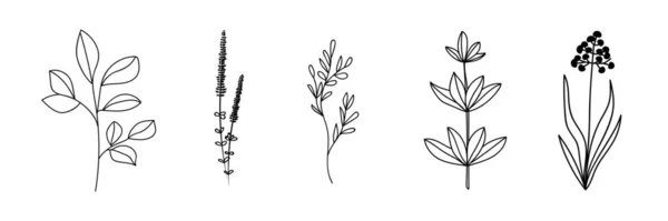 Conjunto Muchas Plantas Dibujadas Sobre Fondo Blanco — Archivo Imágenes Vectoriales