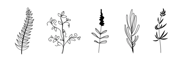 Ensemble Nombreuses Plantes Dessinées Sur Fond Blanc — Image vectorielle