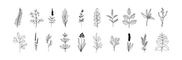 Uppsättning Många Ritade Växter Vit Bakgrund — Stock vektor