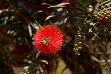 Dışarıda kırmızı çiçekli güzel bir çalılık, yakın plan.