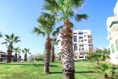 Güneşli bir günde büyük palmiye ağaçlarının manzarası