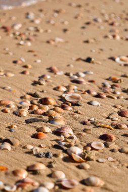 Kumda güzel deniz kabukları, yakın çekim.