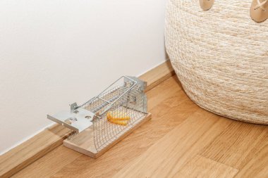 Işık duvarının yanında peynirli fare kapanı
