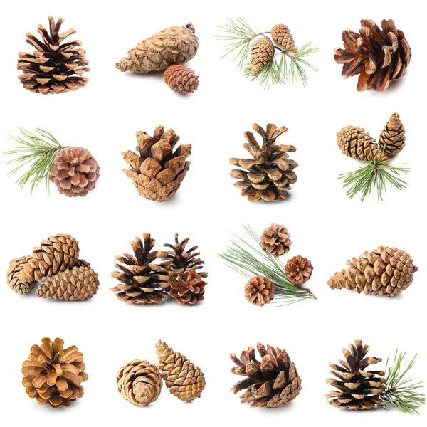 Collection Coniferous Cones White Background — Stock Photo, Image
