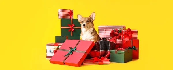 Sarı Arka Planda Noel Hediyeleri Olan Şirin Corgi Köpeği — Stok fotoğraf