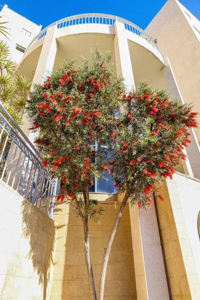 Schöner Strauch Mit Roten Blüten Der Nähe Des Gebäudes — Stockfoto
