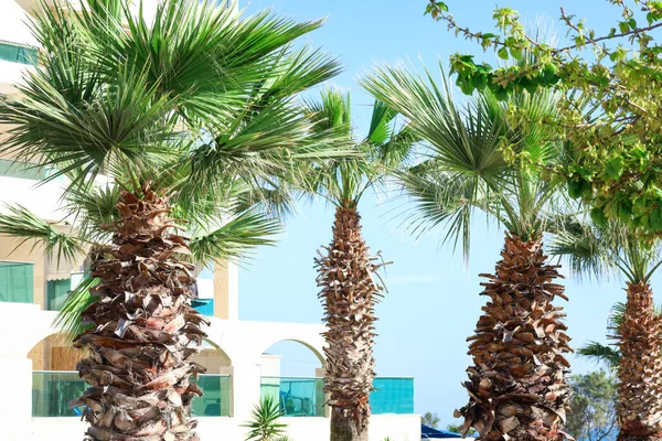 Blick Auf Große Palmen Sonnigen Tagen — Stockfoto