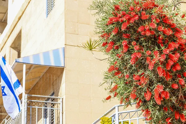 Arbusto Bonito Com Flores Vermelhas Perto Edifício — Fotografia de Stock