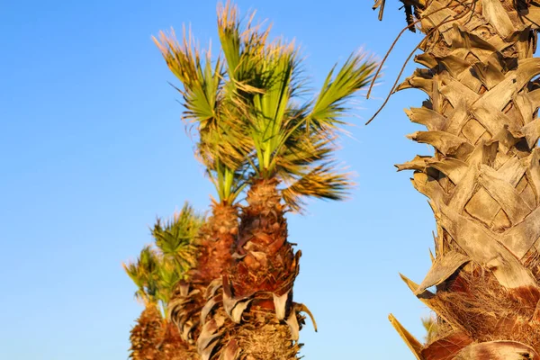 Große Palmen Vor Blauem Himmel — Stockfoto