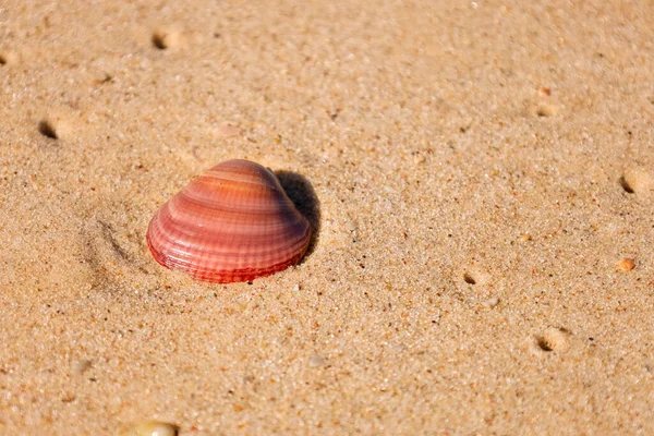 Schöne Muschel Auf Sand Nahaufnahme — Stockfoto