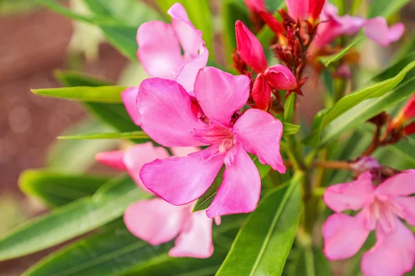 Gyönyörű Rózsaszín Virágok Szabadban Közelkép — Stock Fotó