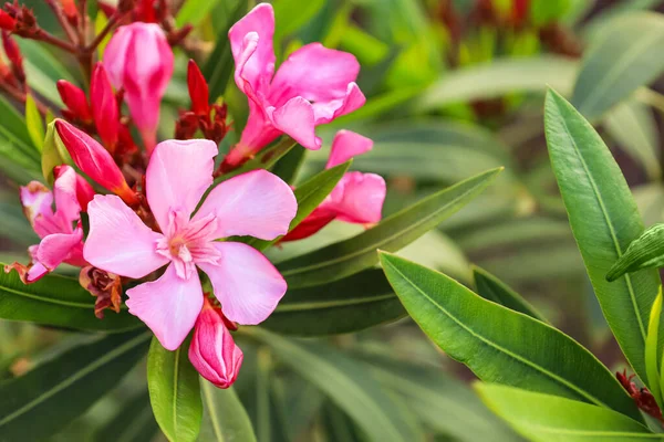 Beautiful Pink Flowers Outdoors Closeup — Stock Photo, Image