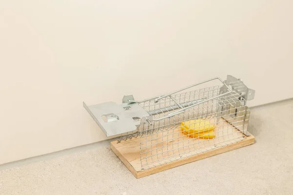 stock image Mousetrap with cheese near light wall