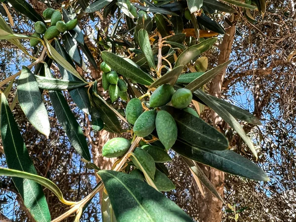 Tree Green Olives Leaves Outdoors Closeup — Stock Photo, Image