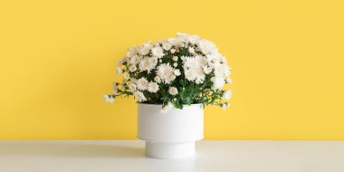 Sarı duvarın yanındaki masada güzel kasımpatı çiçekleri olan tencere.