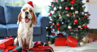 Noel arifesinde evde Noel Baba şapkalı sevimli av köpeği.