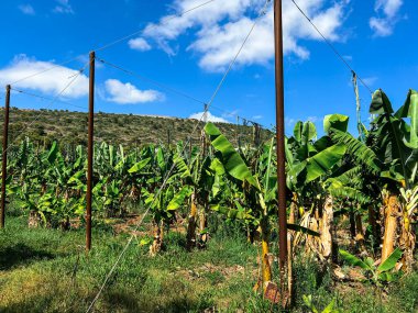 Güneşli bir günde muzlu palmiye fidanlığı