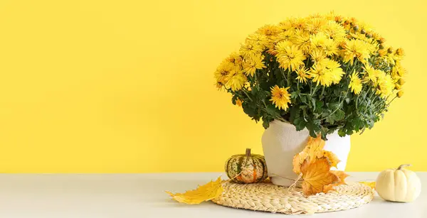 Όμορφα Χρυσάνθεμα Λουλούδια Και Κολοκύθες Στο Τραπέζι Κοντά Στον Κίτρινο — Φωτογραφία Αρχείου