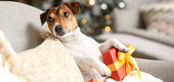 Lucu Jack Russel Terrier Dengan Hadiah Natal Duduk Kursi Rumah — Stok Foto