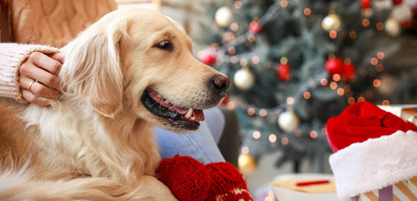 Cute labrador dog with owner at home on Christmas eve