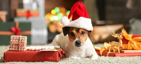 Cute Jack Russel Terrier Santa Hat Christmas Gifts Home — Stock Photo, Image