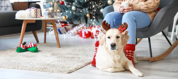 Sød Hund Med Ejer Hjemme Juleaften - Stock-foto