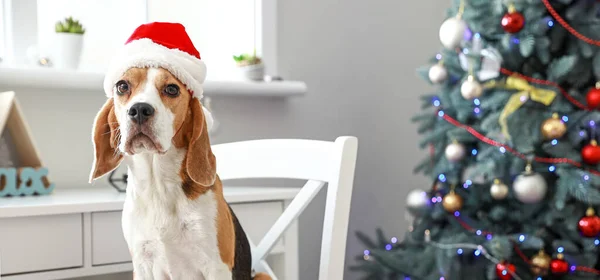 Mignon Chien Beagle Dans Chapeau Père Noël Maison Soir Noël — Photo