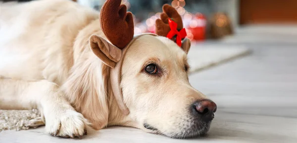 Niedlicher Labrador Hund Mit Hirschhörnern Heiligabend Hause — Stockfoto