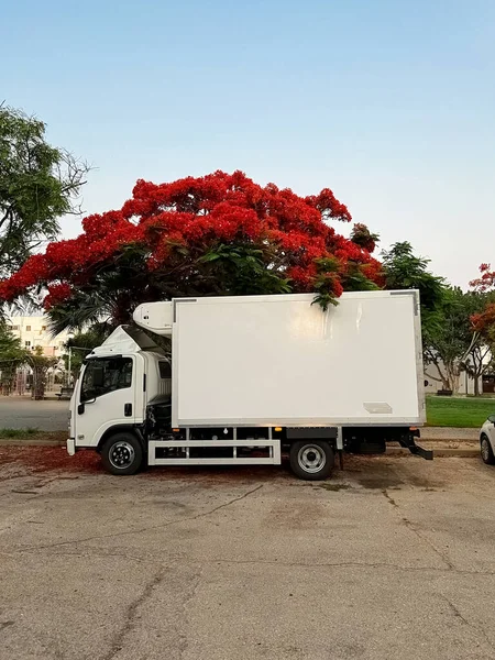 Λευκό Φορτηγό Σταθμευμένο Κάτω Από Ανθισμένο Δέντρο Στο Δρόμο Της — Φωτογραφία Αρχείου