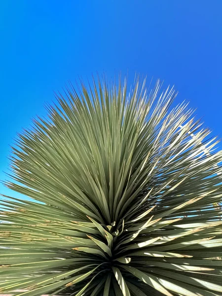 Palma Verde Fundo Céu Azul — Fotografia de Stock