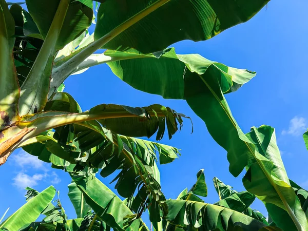Vista Perto Folhas Palmeira Banana Verde Contra Fundo Céu — Fotografia de Stock