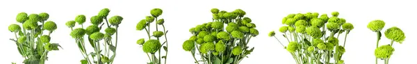 Collage Flores Crisantemo Verde Sobre Fondo Blanco —  Fotos de Stock