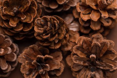 Arkaplan olarak çam kozalakları yakın görünüm