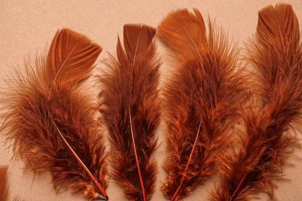 米色背景的褐色羽毛 — 图库照片