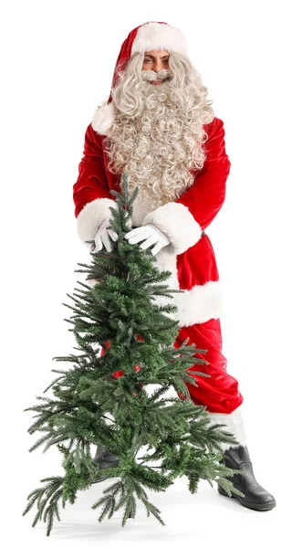 Papai Noel Com Árvore Natal Fundo Branco — Fotografia de Stock