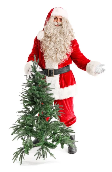 Santa Claus Con Árbol Navidad Sobre Fondo Blanco — Foto de Stock