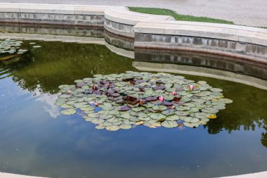 Parkta çiçek açan güzel nilüferleri olan gölet.