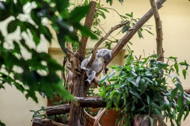 Zoolojik bahçede şirin koala (Phascolarctos cinereus)