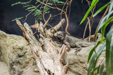 Hayvanat bahçesinde egzotik iguana