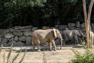 Hayvanat bahçesindeki şirin Afrika fili.